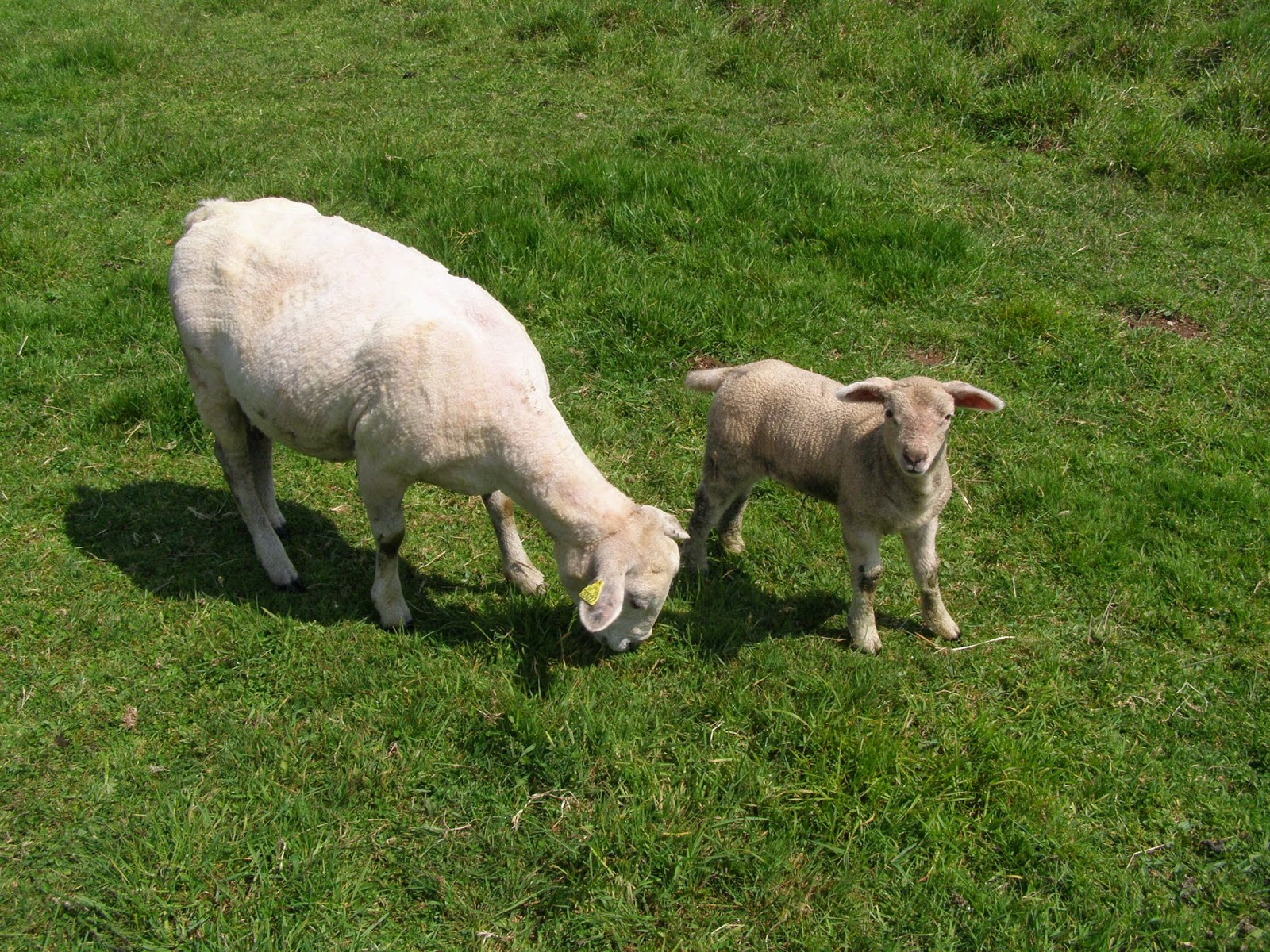 Inkerman In Brittany The word for 'Sheep Shearer' in French