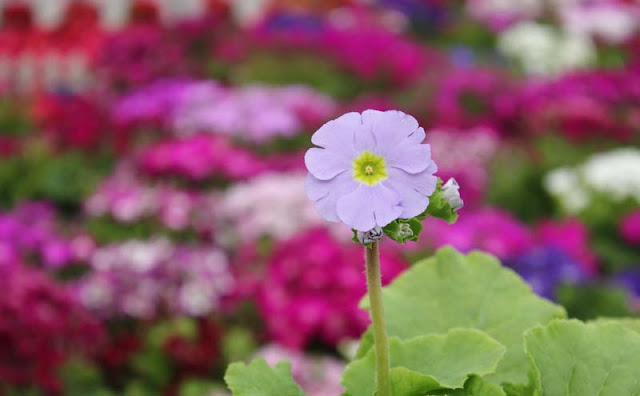 Poison Primrose Poison Primrose