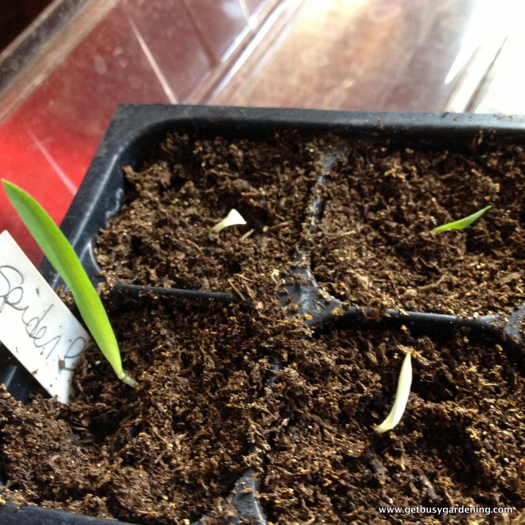 Collecting and Sowing Spider Plant Seeds
