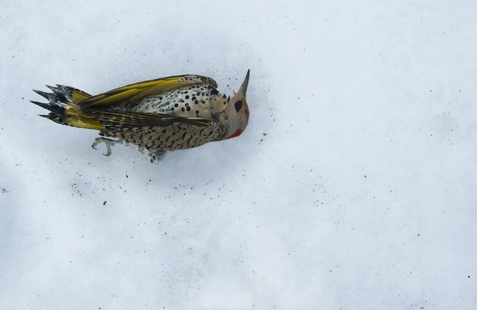 Missouri in Color Winter Bird