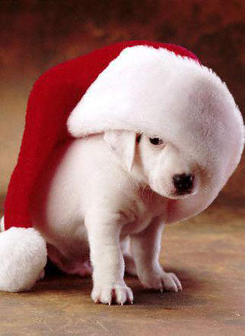 Funny dog in a Christmas cap