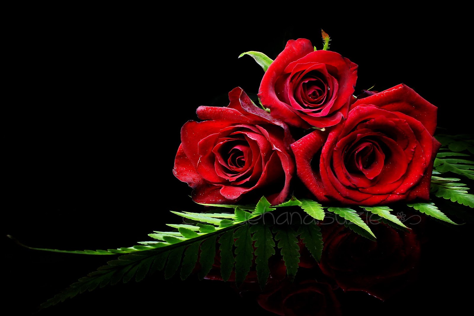 My Whatever Story Red Rose means LOVE.