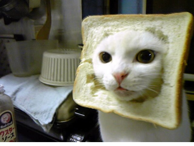 toast-cat.jpg