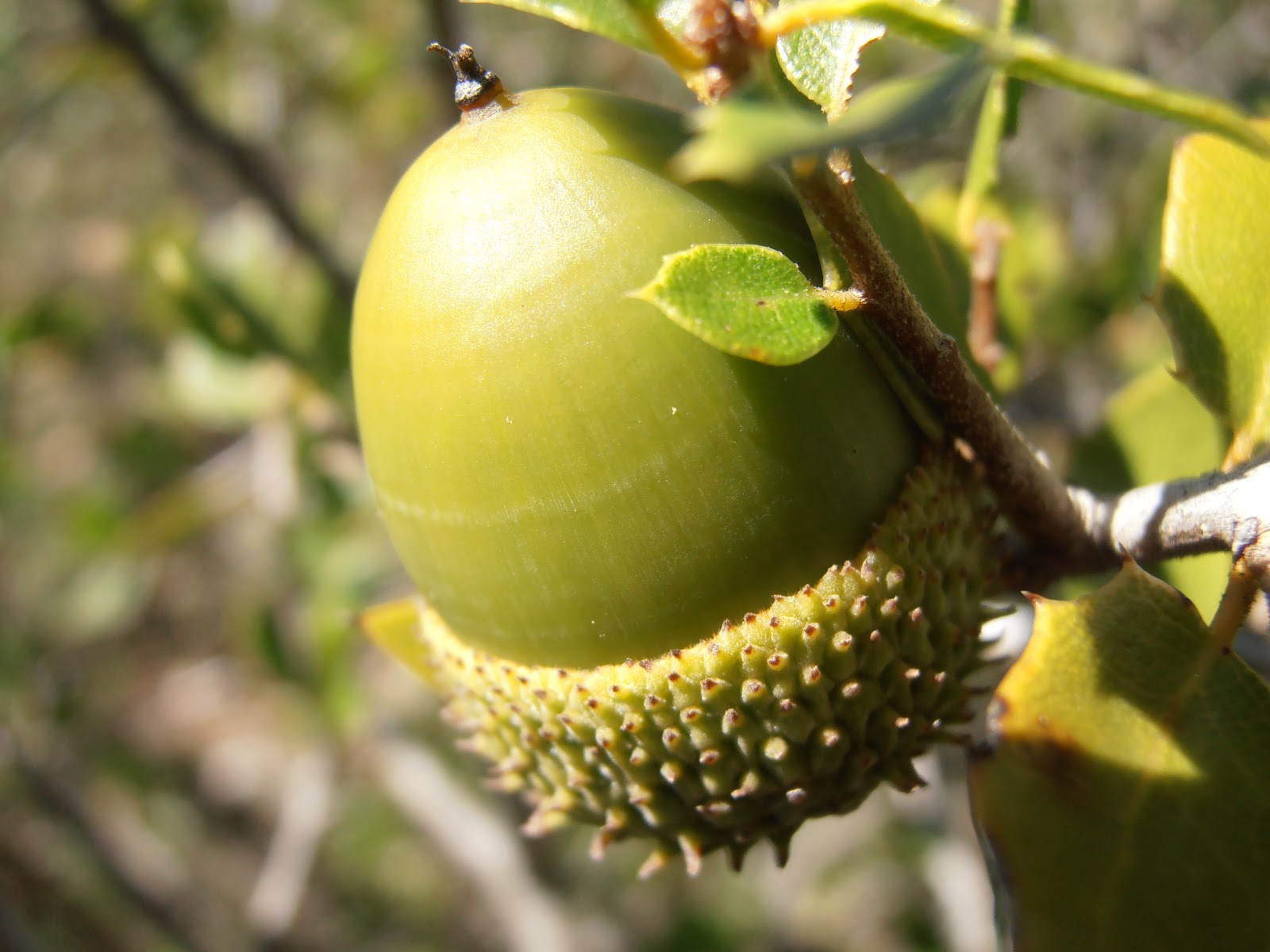 COSCOJA Quercus coccifera Plantas rioMoros