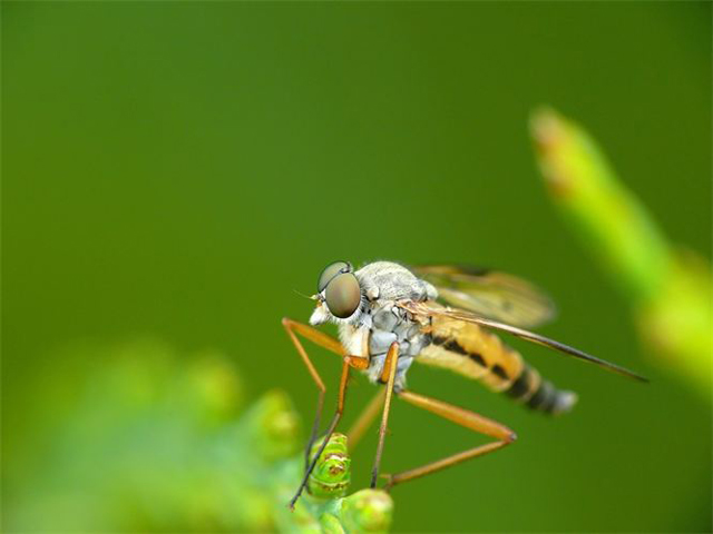 Fotos em macro de insetos molhados