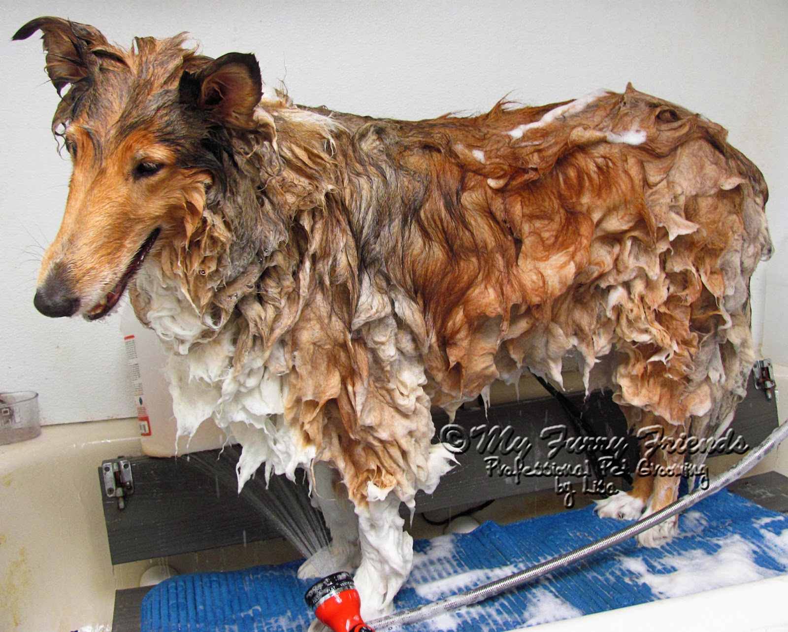 Pet Grooming The Good, The Bad, & The Furry Tuesdays Tip 55 A Product Review