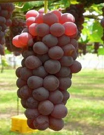 khasiat buah anggur
