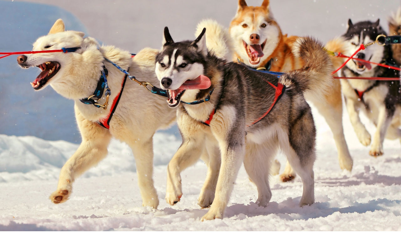 siberian+huskies+pulling+sled.jpg