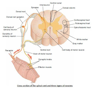 The Human Body: TYPES OF NEURON