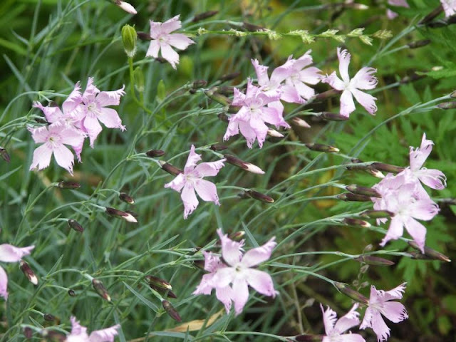 [Bild: 1_Dianthus+monspessulanus_20130615.jpg]