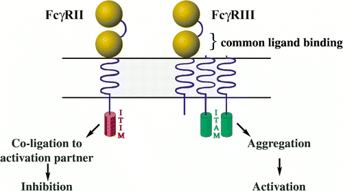 Imunologia em Alta Receptor de Fc