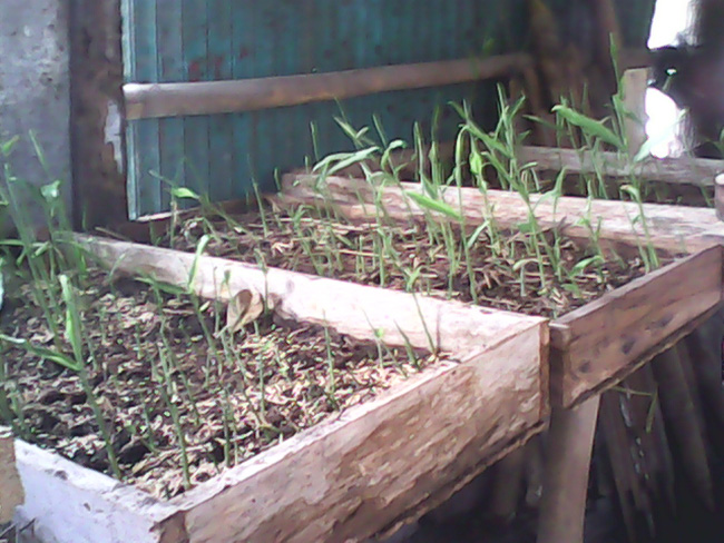 jual tanaman buah pot dan polybag pembibitan jahe emprit jual tanaman buah pot dan polybag pembibitan jahe emprit