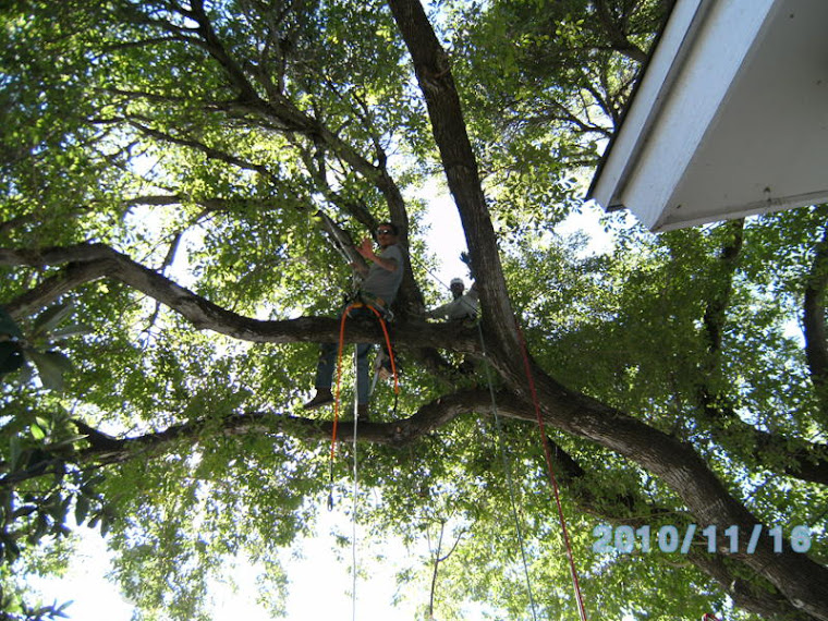 Austin Tree Trimming
