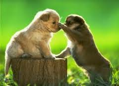 Animales tiernos 2015 - 2016 Animales tiernos 2015 - 2016
