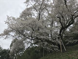 大山桜