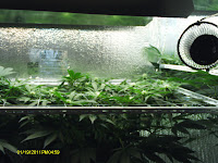 CFL-GROWLIGHT.COM