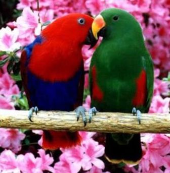 Beautiful Birds Pictures on Beautiful Love Birds Wallpapers  Free Love Birds Pictures  Love Birds