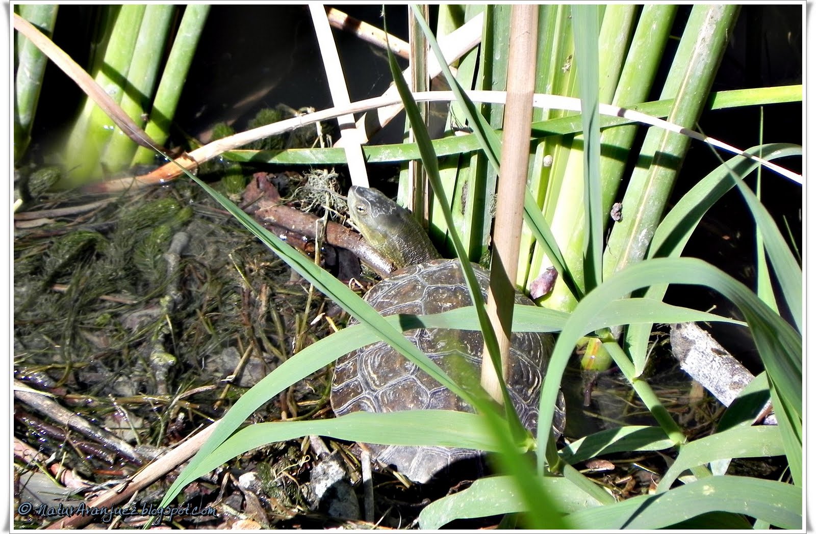NaturAranjuez TORTUGA LEPROSA Mauremys leprosa