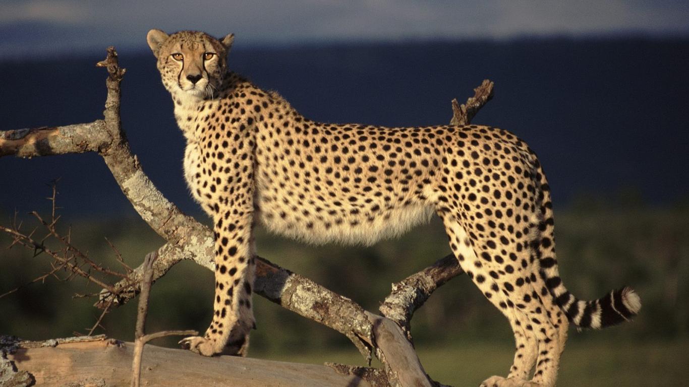 Beautiful African Animals Safaris: World’s Most Dangerous animals Beautiful African Animals Safaris: World’s Most Dangerous animals