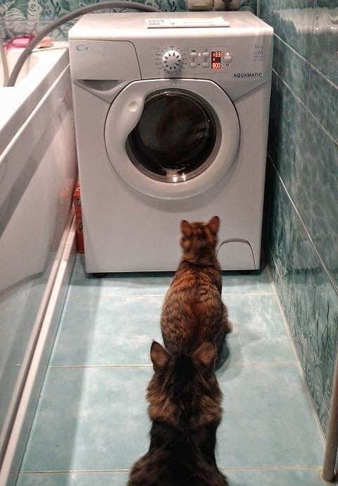 Смешные коты и стиральная машина - давай, ты первый