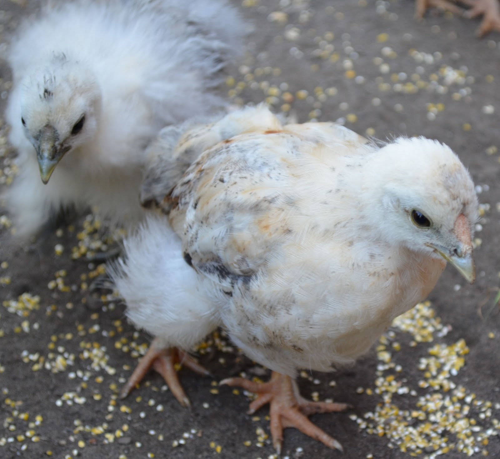 De moestuin en het Kippenhuis Zyanhoentjes Deel 13