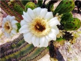 The Desert Blooms