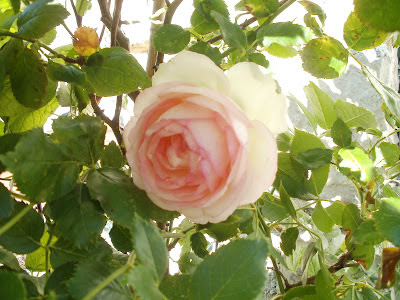 Escallonia Hedge Stock Photos Escallonia Hedge Stock Images Alamy