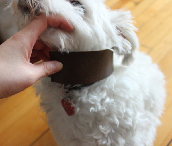 DIY Vinyl Dog Collar Craft Dog