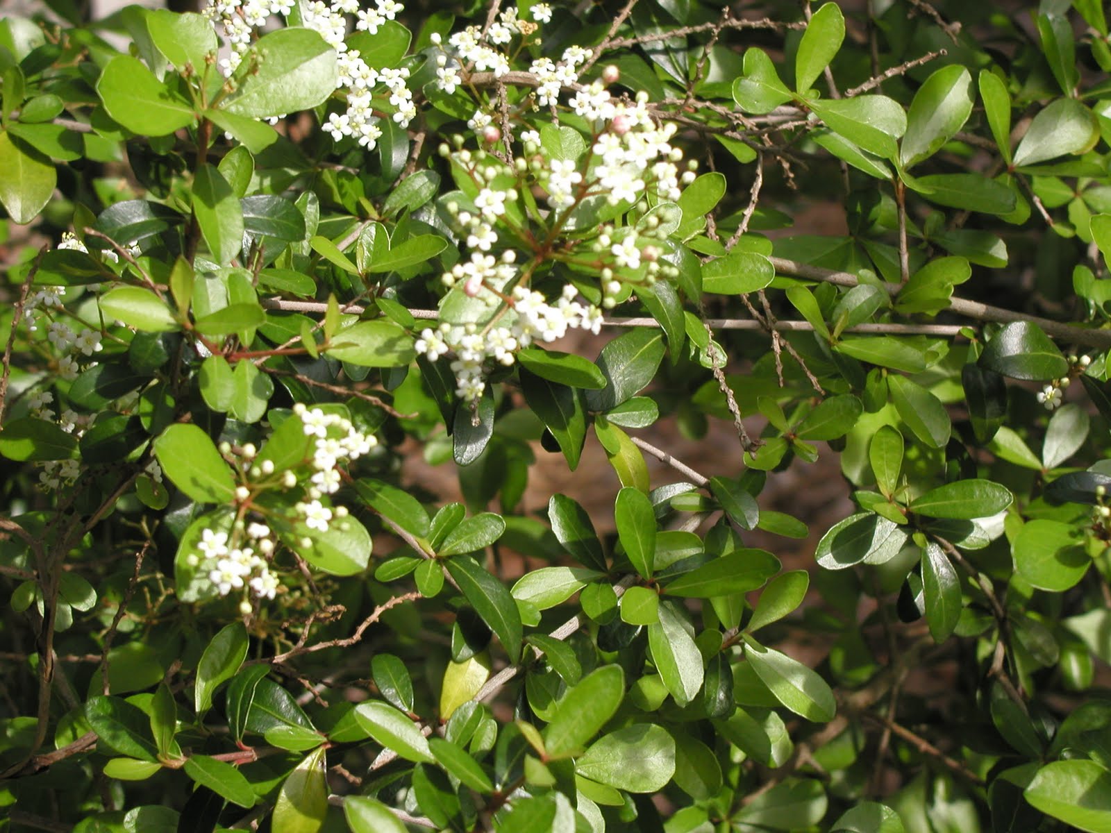 Gardening in Brevard Walter's viburnum are blooming now