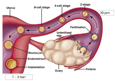 Bagaimana kehamilan boleh berlaku : pengovulan, persenyawaan, penempelan, sperma, ovum, zigot, embrio, fetus, bayi