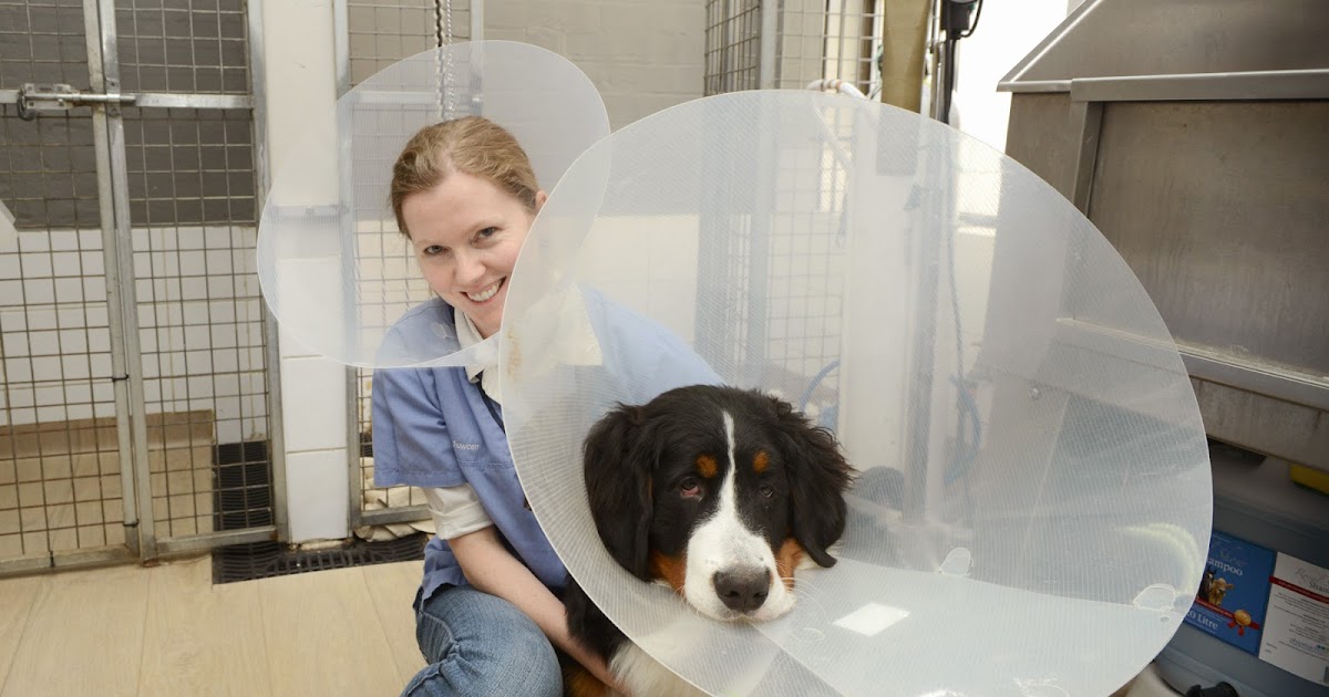 Small Animal Talk: Barriers to diagnosis and treatment of infection in