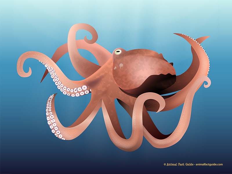 Blogger For Wallpaper: octopus wallpaper