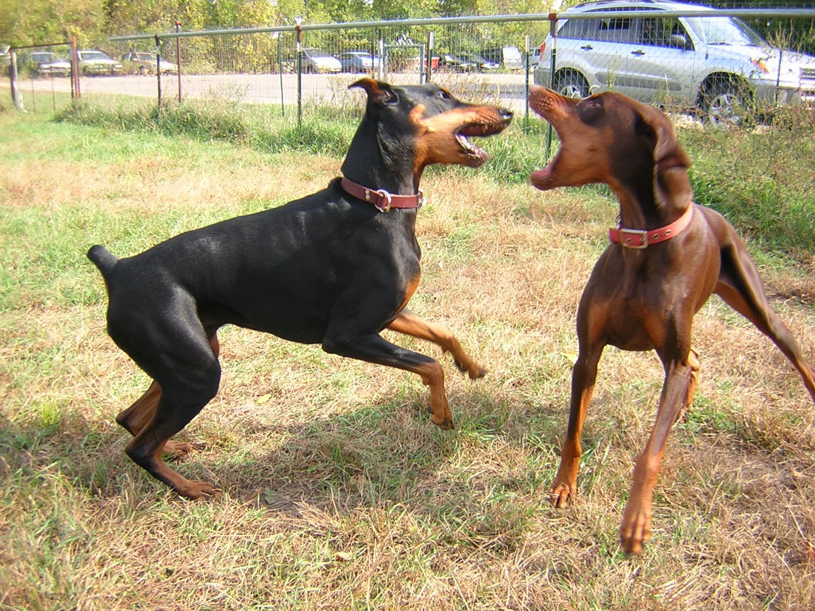 The Five Dog Blog Living Life Simply Messy Dog Play BiteyFace