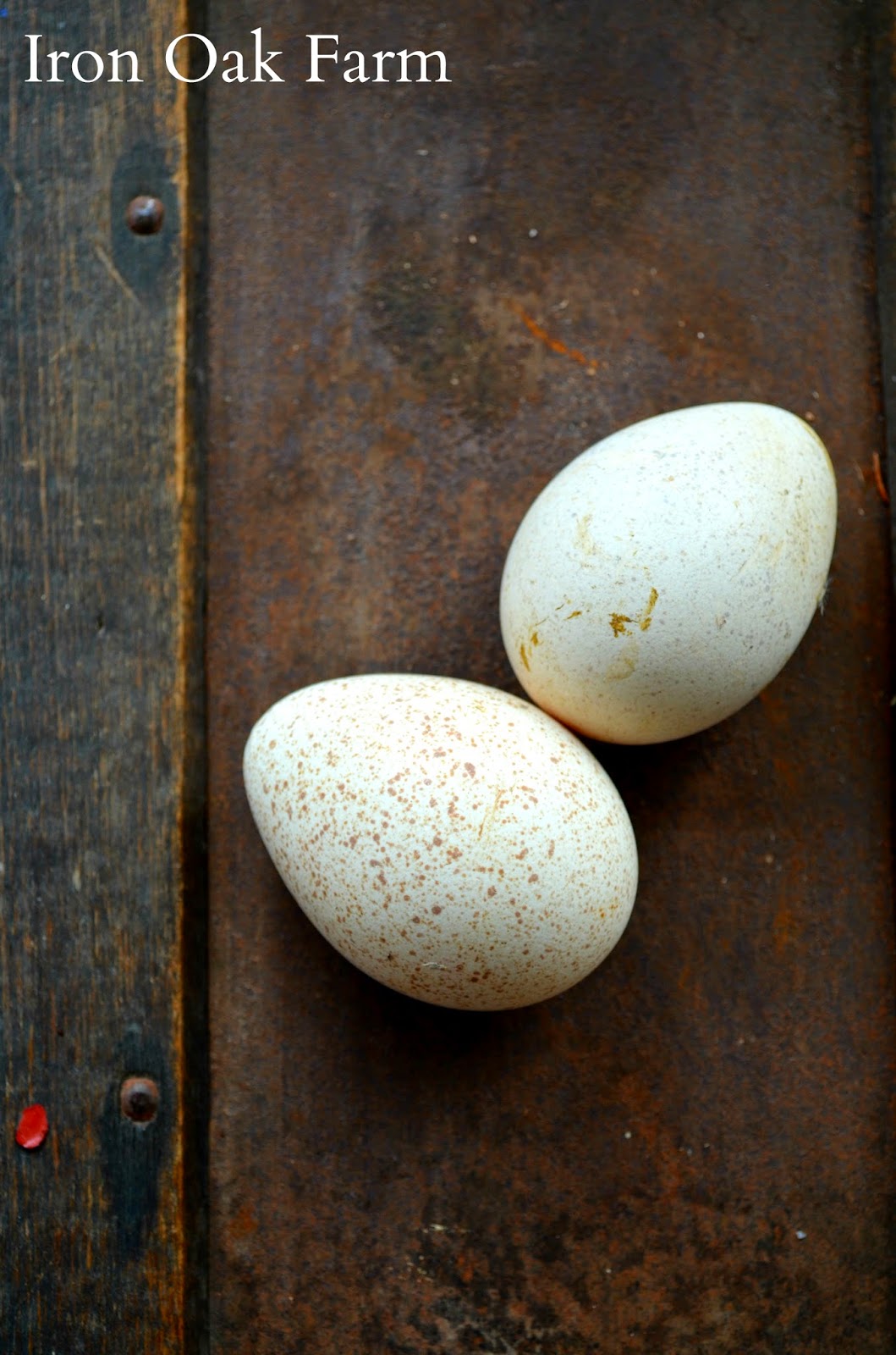 Iron Oak Farm Incubating Turkey Eggs Video