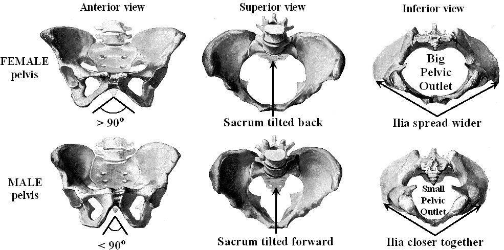 pelvis+by+gender.gif