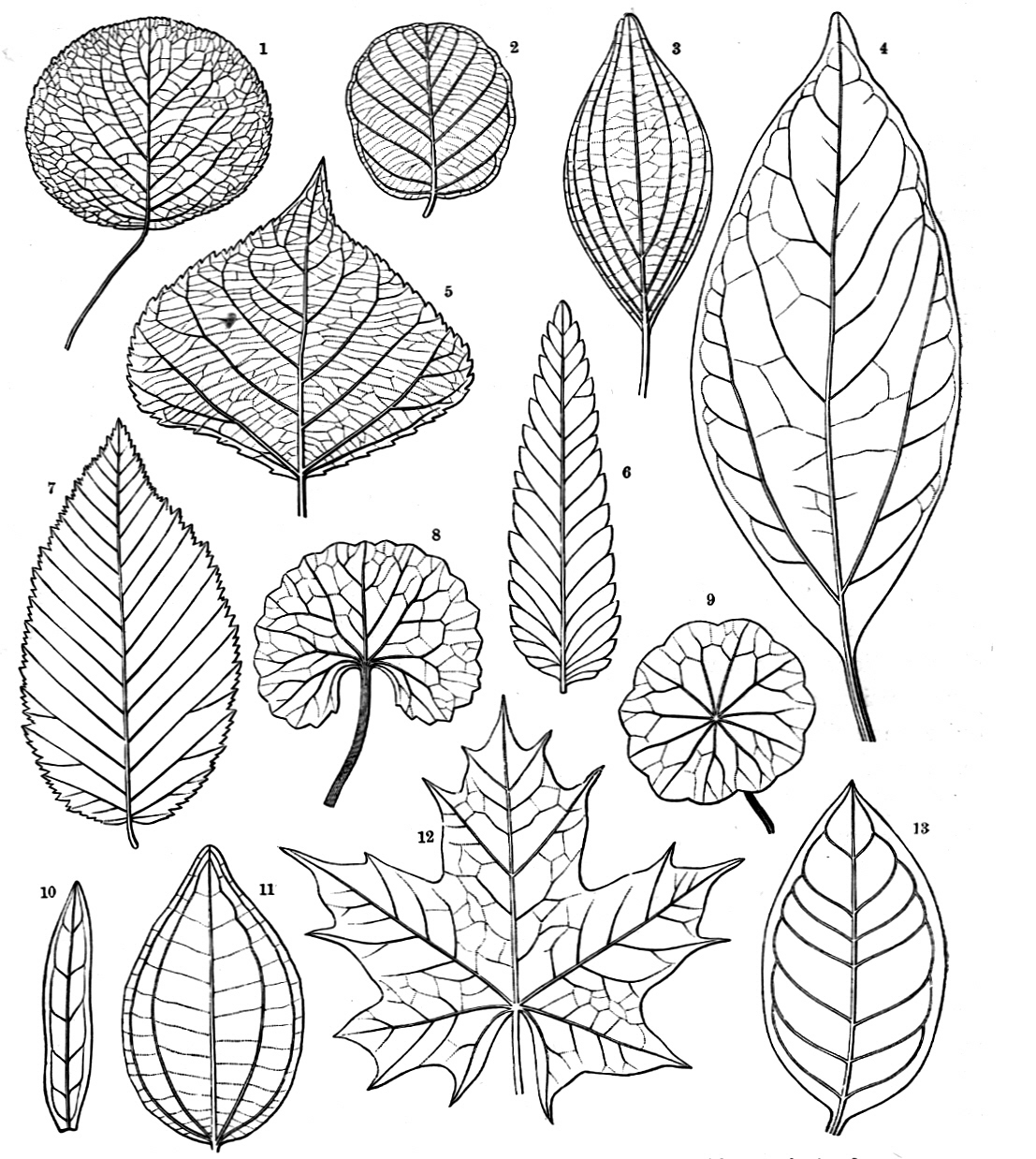 Pinnate Leaf Venation