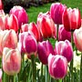 tulip flower tulip flower