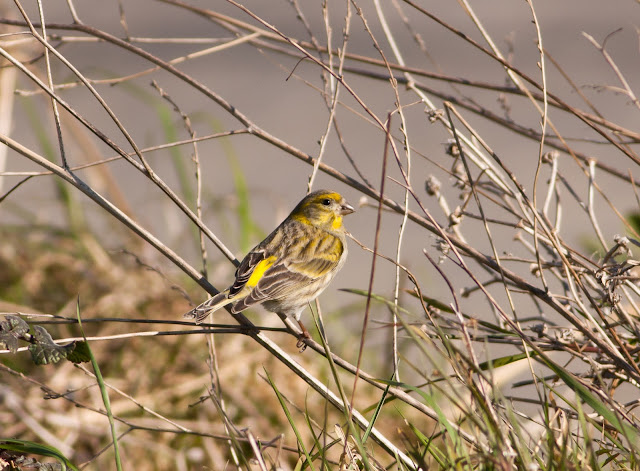 Serin, Gunners Park, Essex