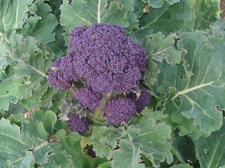 Purple Themed Vegetable Garden Would you do it?Greenside Up