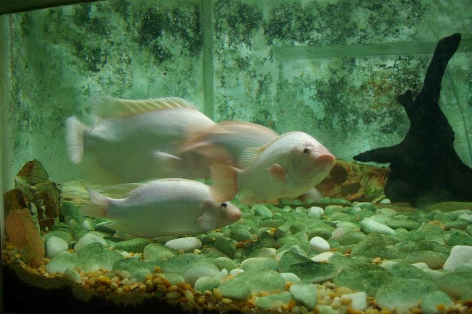 Aquário de SP TILÁPIA VERMELHA