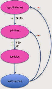Effects of low testosterone during puberty