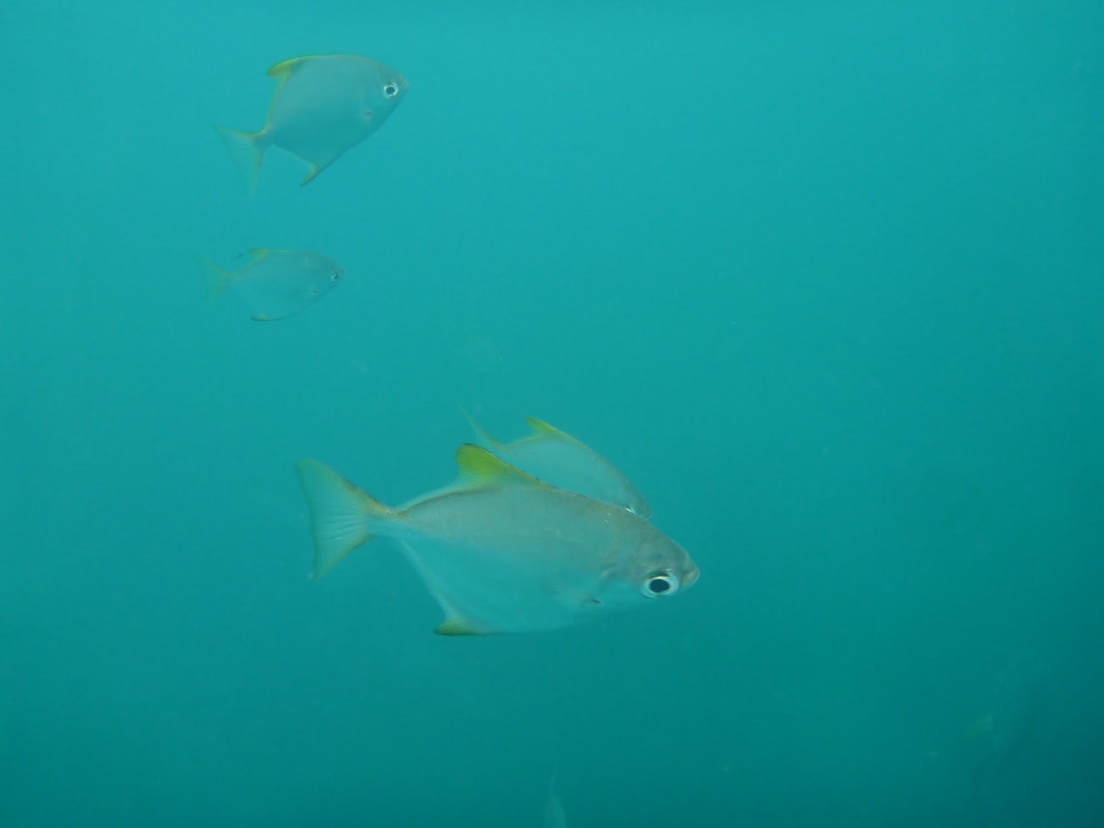 Snorkeling Snorkeling