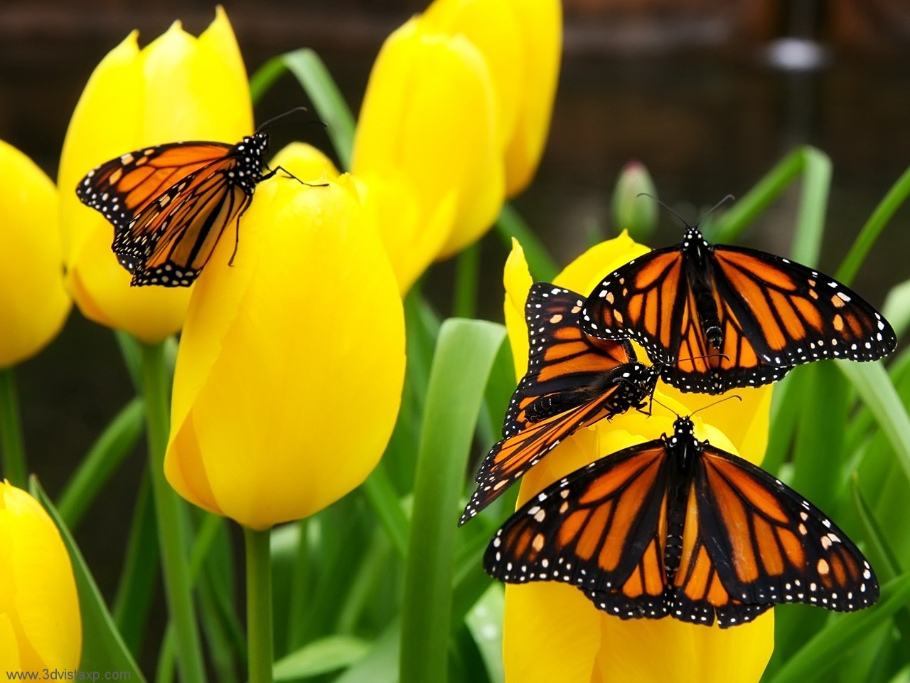 PicturesPool: Beautiful Butterfly Picutres