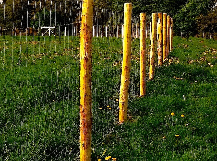 Die Krawallmaus® Tagebücher: 111 Vollpfosten.