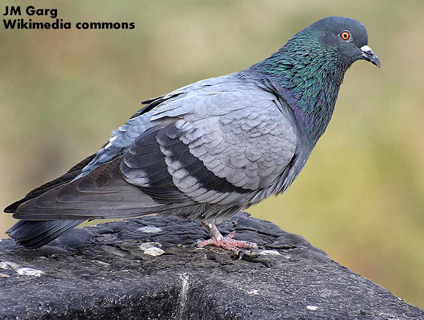 Roots 'n' Shoots Bird Control Visual deterents An Update (Part 2)