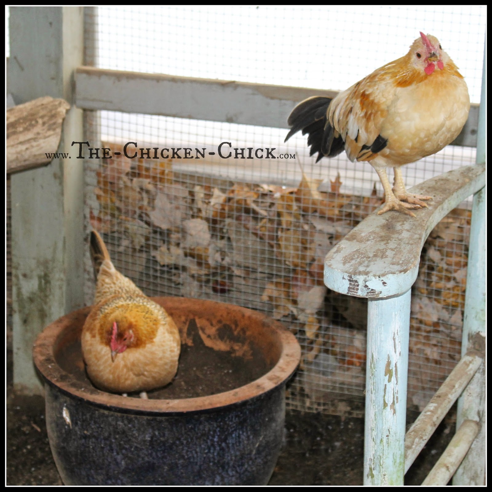 Foul Weather Dust Bath for Backyard Chickens The Chicken Chick®