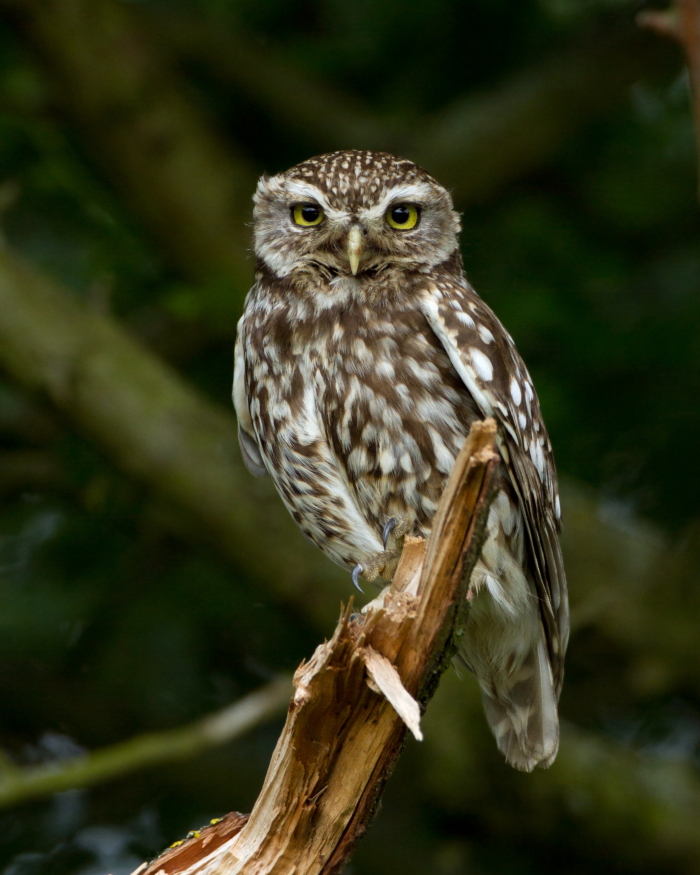 owls about that then! Local Owls and Scotland.....