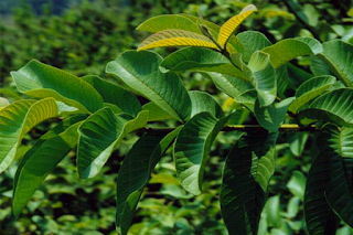 The Health Edges Of Guava Leaf Download transparent leaf png for free on pngkey.com. natural healty tips blogger