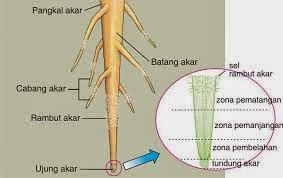 Ikhtisar - Struktur dan Fungsi Jaringan Pada Tumbuhan