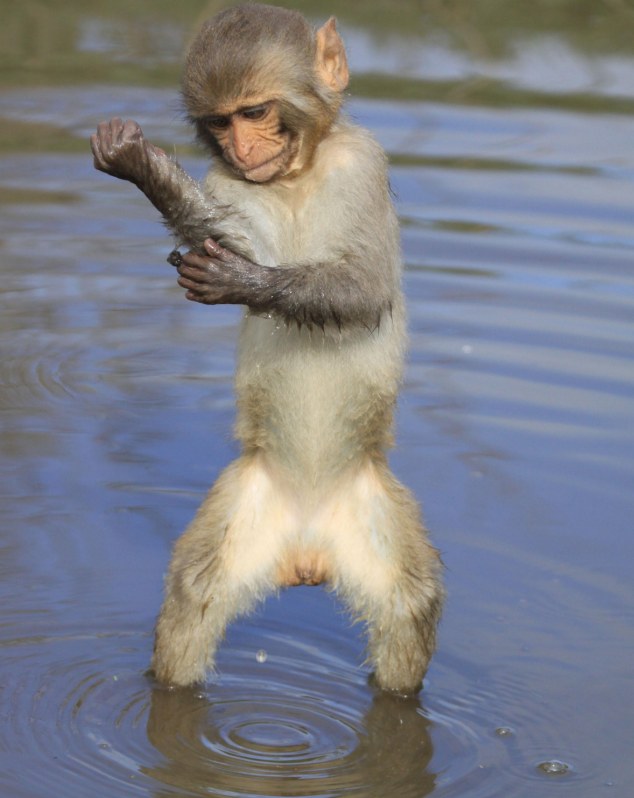 The animal zone Water way to monkey around While we grumble about the